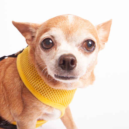 Peanut Butter & Jelly