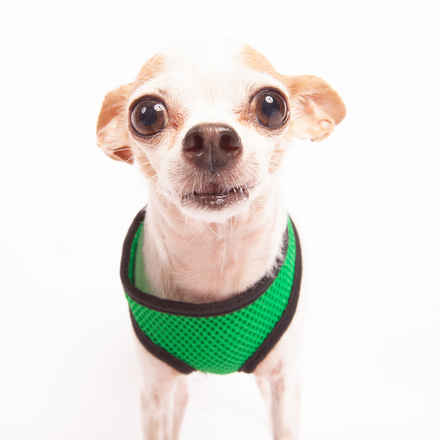 Peanut Butter & Jelly