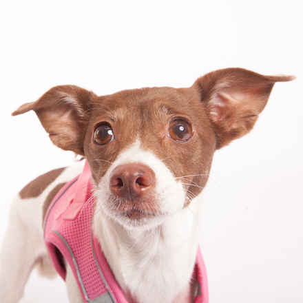 Ravioli & Side Salad