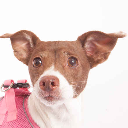 Ravioli & Side Salad