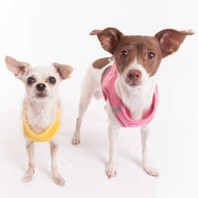 Ravioli & Side Salad