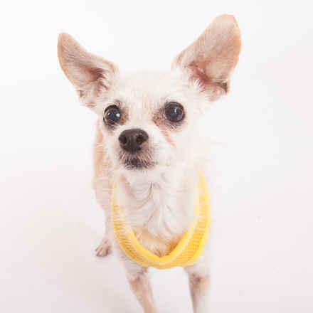 Ravioli & Side Salad