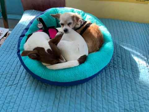 Ravioli & Side Salad