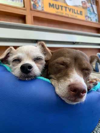 Ravioli & Side Salad