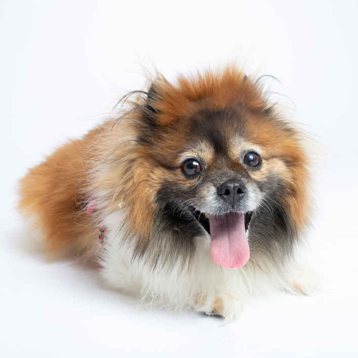 Allison Chains (Ginger)