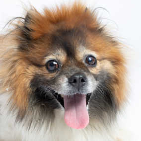 Allison Chains (Ginger)