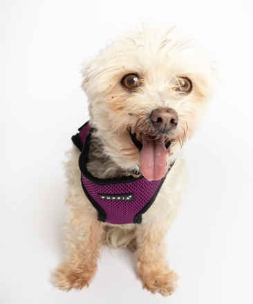 Indigo Curls & Lolita