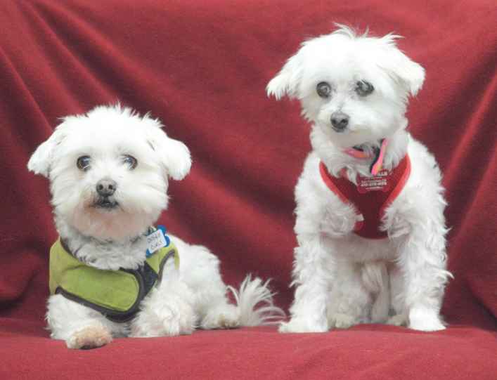 Indigo Curls & Lolita