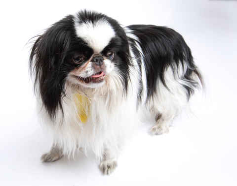 Rick Flare & Claudia Schiffer