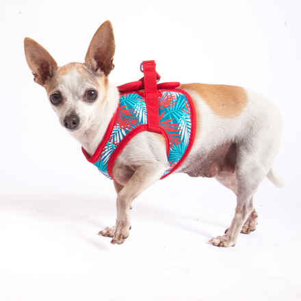 Pepperoncini & Mirasol