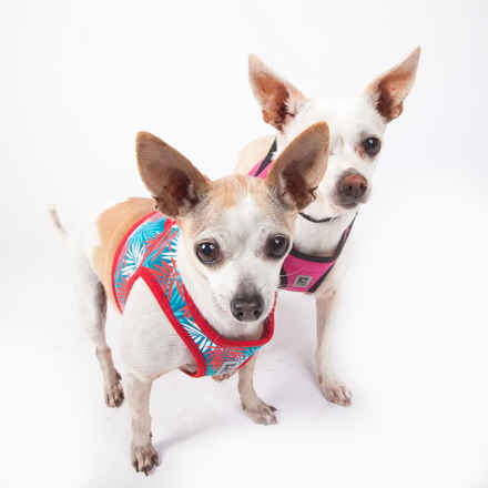 Pepperoncini & Mirasol