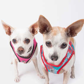 Pepperoncini & Mirasol