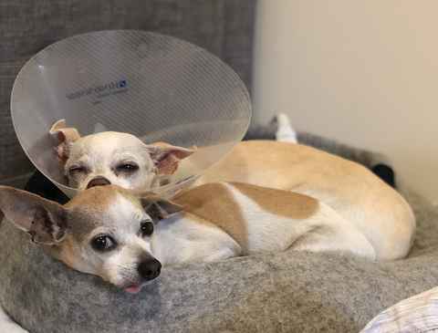 Pepperoncini & Mirasol