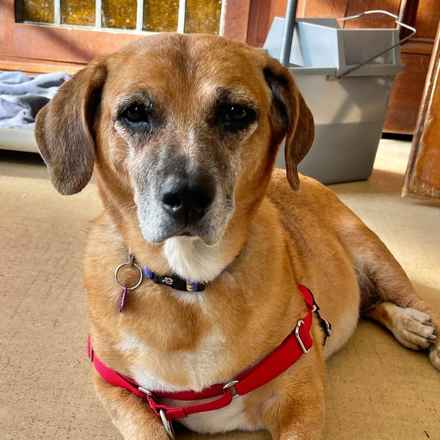 Nella Bella Puddin Pie