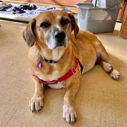 Nella Bella Puddin Pie