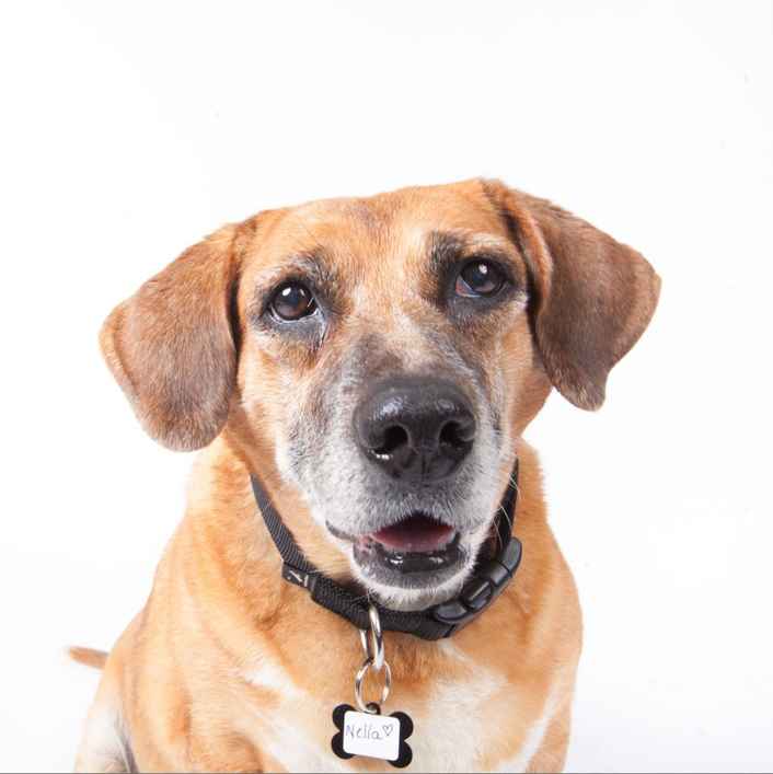 Nella Bella Puddin Pie