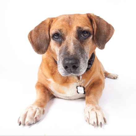 Nella Bella Puddin Pie