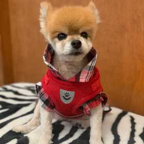 Shimmy Shimmy Coco Puff