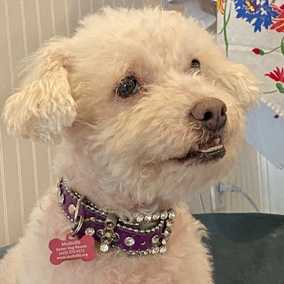 Gussie (also known as Lily)