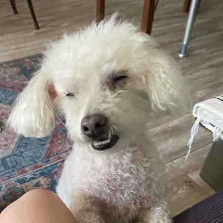 Gussie (also known as Lily)