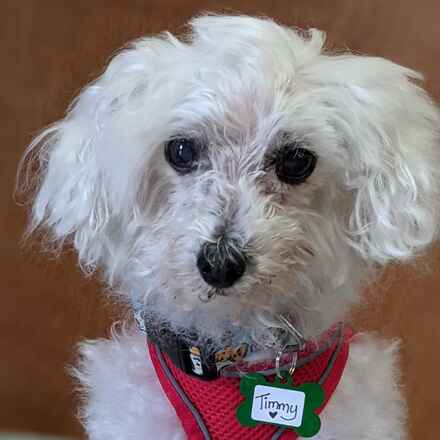 Timmy