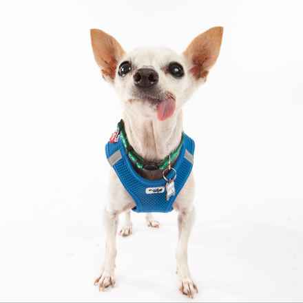 Parmesan (decseased)