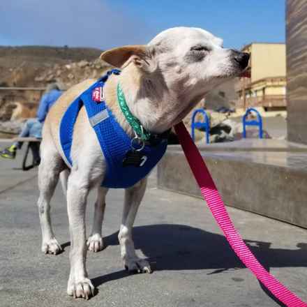 Parmesan (decseased)