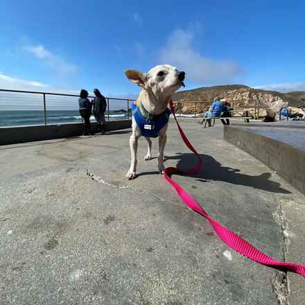 Parmesan (decseased)