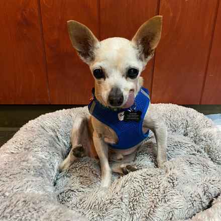 Parmesan (decseased)