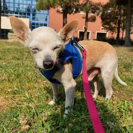 Parmesan (decseased)