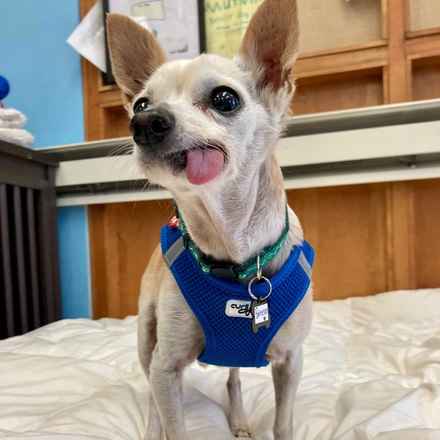 Parmesan (decseased)