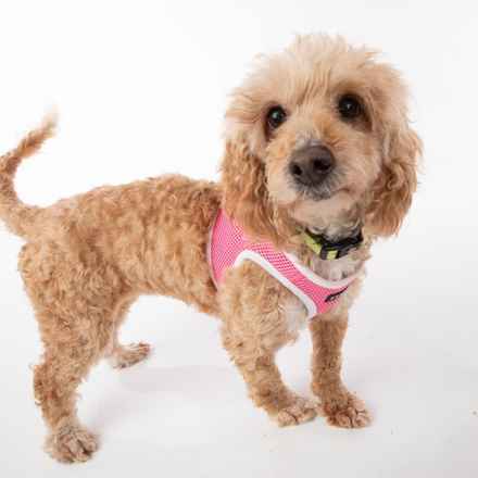 Bella Banana & Leelee