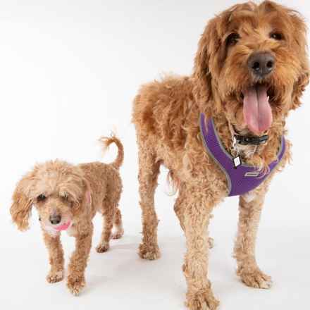 Bella Banana & Leelee