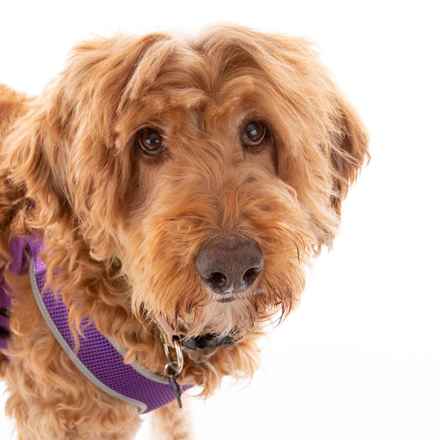 Bella Banana & Leelee