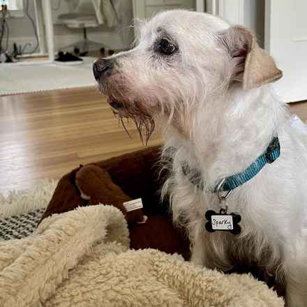 Sparky
