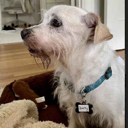 Sparky