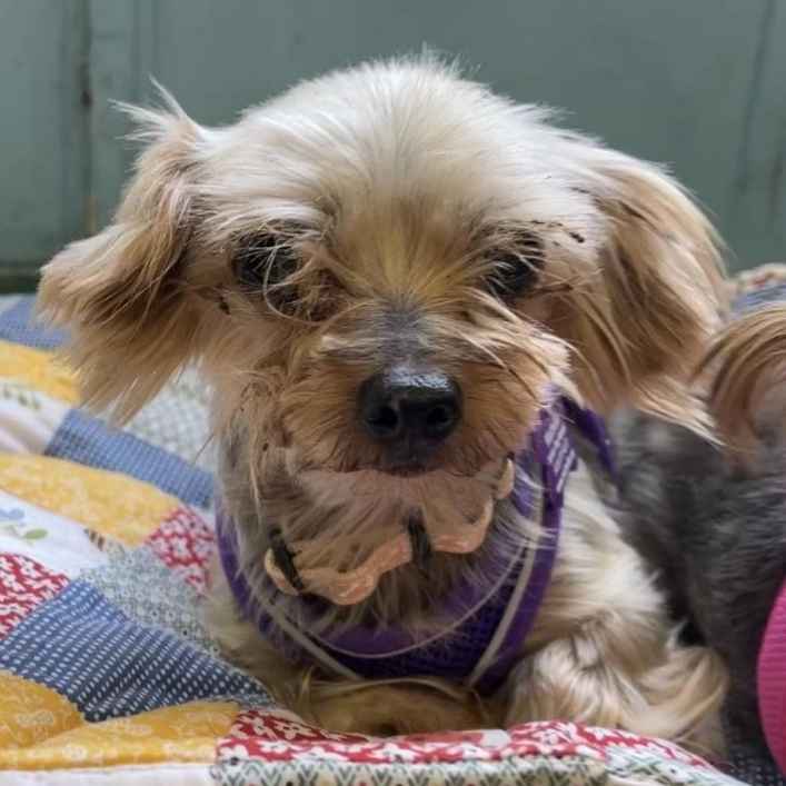 Little Miss Sunshine