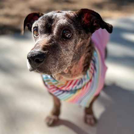 Gertie Gertie Squish Face