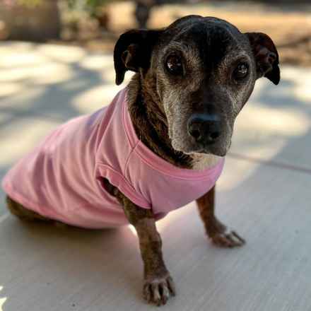 Gertie Gertie Squish Face