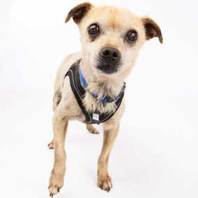 Pinto (renamed Beanie)