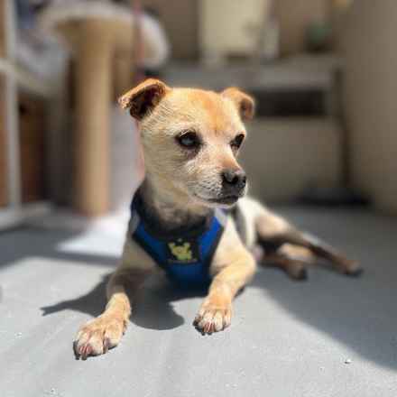 Pinto (renamed Beanie)