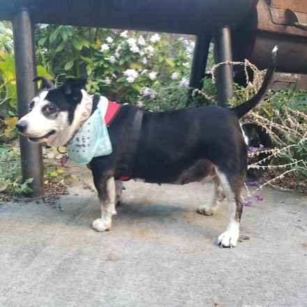 Pancake & Butterscotch