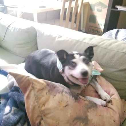 Pancake & Butterscotch