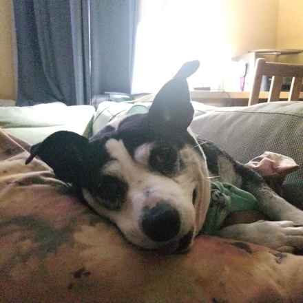 Pancake & Butterscotch