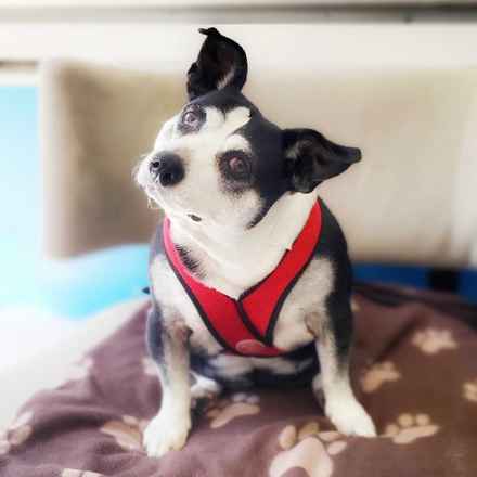 Pancake & Butterscotch