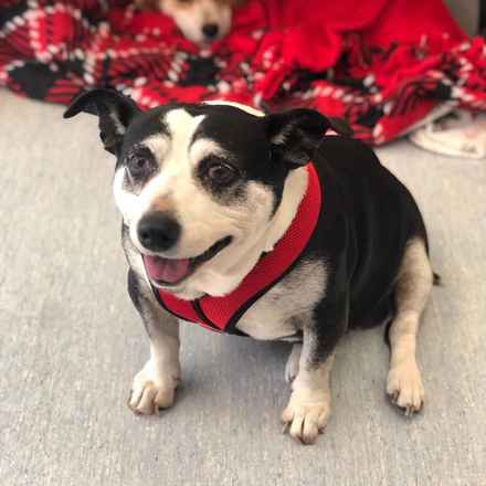 Pancake & Butterscotch