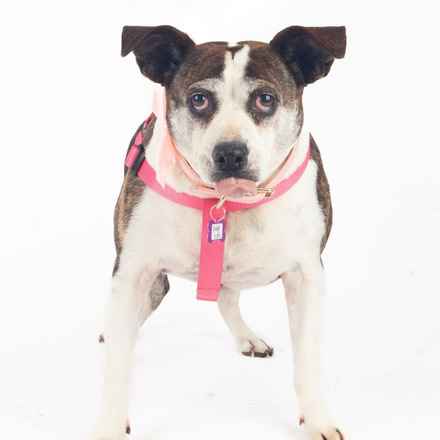 Pancake & Butterscotch