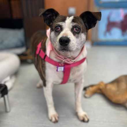 Pancake & Butterscotch