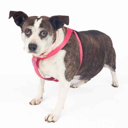 Pancake & Butterscotch