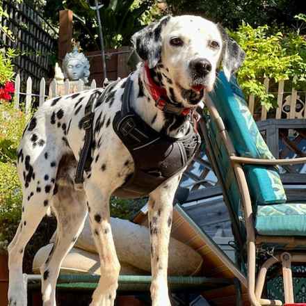 The Earl of Spottington